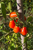 Tomato 'Red Pear', Provence, France