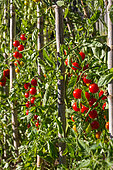 Tomates cerises 'Sweet' au potager, Provence, France