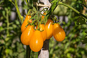 Tomato 'Yellow Pearshaped', Provence, France