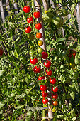 Tomates cerises 'Super Sweet 100' au potager, Provence, France