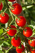 Cherry tomato 'Supersweet 100', Provence, France