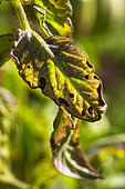 Powdery mildew infected tomato leaves, Provence, france