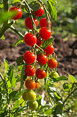 Cherry tomato 'Supersweet 100', Provence, France