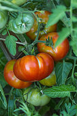 Tomate 'Marmande' en juillet au potager, Provence, France