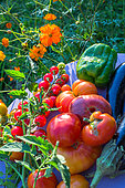 Récolte de tomates, aubergines et poivrons au jardin potager, Provence, France