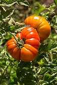 Tomates, Provence, France
