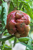 Tomate 'Noire de Crimée', légume moche, Provence, France