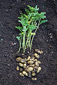 Pommes de terre nouvelles 'Amandine' récoltées en juillet, Provence, France