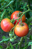 Tomato 'Rose de Berne', Provence, France