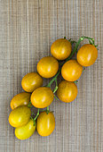 Tomate cerise 'Raisin vert', Provence, France