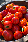 Tomates rouges, Provence, France
