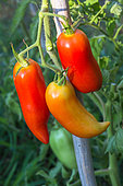 Tomates 'Cornue des Andes - Andine cornue', Provence, France