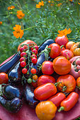 Tomates et aubergines au jardin potager, Provence, France