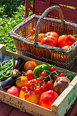 Summer vegetable harvest, Provence, France