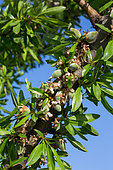 Amandes sur branche en avril, Provence, France