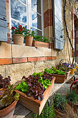 Salad growing in containers in front of a traditional house in Provence