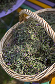 Récolte de Thym dans un panier, Provence, France