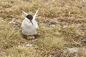 Arctic Tern (Sterna paradisaea) at nest, Jokulsarlon, Iceland