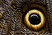 Eye spot of an owl butterfly (Caligo memnon)