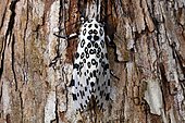 Giant leopard moth (Ecpantheria scribonia) on bark, Florida