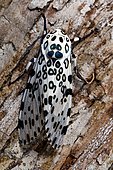 Giant leopard moth (Ecpantheria scribonia) on bark, Florida