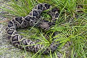 Eastern diamondback rattlesnake (Crotalus adamanteus), Alachua, Florida