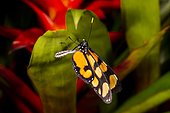 Dero clearwing butterfly (Dircenna dero) on leaf