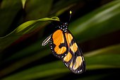 Dero clearwing butterfly (Dircenna dero) on leaf