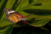 Malay lacewing butterfly (Cethosia hypsea) on a leaf, Asia