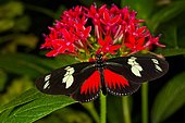 Doris longwing butterfly (Heliconius doris) on flowers