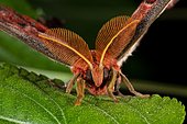 Atlas moth (Attacus atlas) on a leaf, Indonesia
