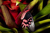 Bat wing butterfly (Atrophaneura semperi) on Bromeliad, Asie