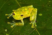Reticulated glass frog (Hyalinobatrachium valerioi) on a leaf, Costa Rica