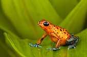 Strawberry poison frog (Oophaga pumilio) on a leaf, Panama