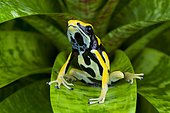 Dyeing poison frog (Dendrobates tictorius), on a leaf, Peru