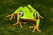 Rainette-feuille (Phyllomedusa lemur) sur une feuille, Costa Rica
