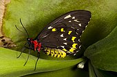 Common birdwing butterfly (Troides helena) on leaf, Asia