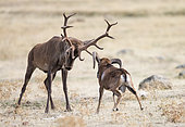 Cerf élaphe (Cervus elaphus), mâle affrontant un Mouflon (Ovis ammon) mâle pendant le rut, Espagne