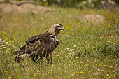 Spanish Imperial Eagle (Aquila adalberti) on meadow, Sierra de Guadarrama, Madrid, Spain
