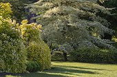 Cornus controversa ‘Variegata’, Apremont Floral Park Apremont-sur-Allier, Cher, Center-Loire Valley, France
