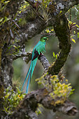 Resplendent Quetzal (Pharomachrus mocinno), Mount Totumas Cloud Forest Reserve, Panama.