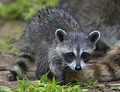 Racoon (Procyon lotor) young, Fort Myers, Florida, USA