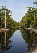Fish-eating creek in winter (dry season), Florida, USA.