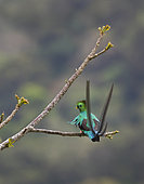 Resplendent Quetzal (Pharomachrus mocinno), Mount Totumas Cloud Forest Reserve, Panama.