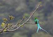 Resplendent Quetzal (Pharomachrus mocinno), Mount Totumas Cloud Forest Reserve, Panama.