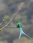 Resplendent Quetzal (Pharomachrus mocinno), Mount Totumas Cloud Forest Reserve, Panama.