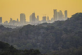Rainforest and Panama City at sunrise, Soberiana National Park, Panama.