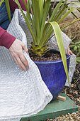 Emballer un pot dans du plastique à bulles. Les racines étant plus fragiles que les feuilles, le pot doit être protégé pour faire passer l'hiver à la plante dans de bonnes conditions.