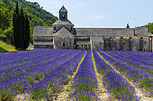 Senanque Abbey, The Abbaye de Senanque, Cistercian Architecture, Gordes Village, Provence, France, Europe