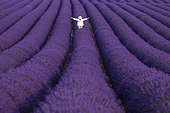Tourist in Lavender (lavandin) fields, Valensole Plateau, Alpes Haute Provence, France, Europe